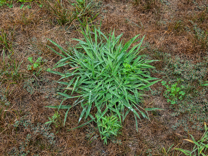 crabgrass